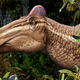 Image for article titled Forget feathers -- this dinosaur had a rooster's comb on its head